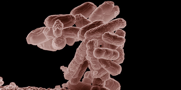 E. coli